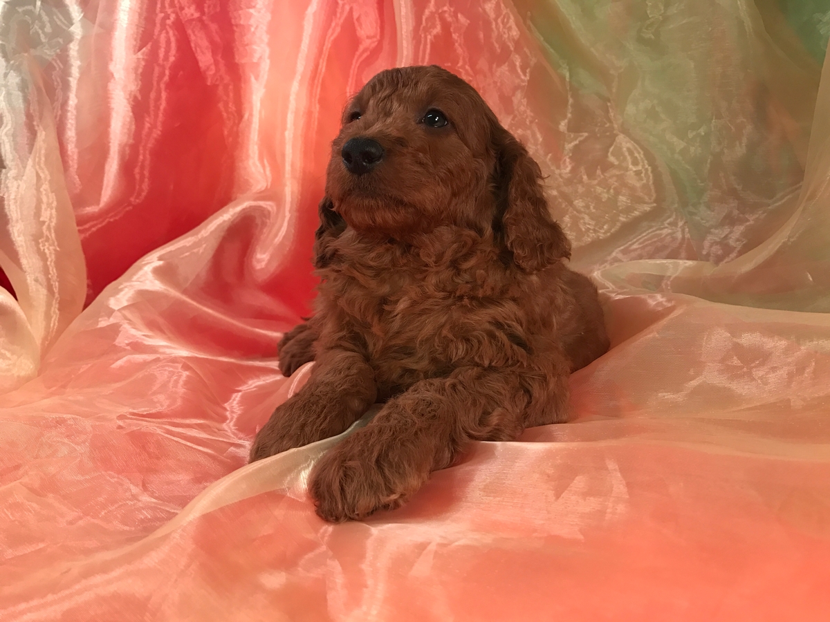 Dark Red Male Mini Goldendoodle Puppy for Sale